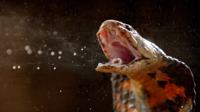 Αφιέρωμα: Φίδια