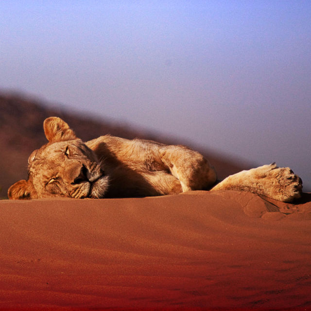 Βασιλιάδες Υπό Εξαφάνιση: Λιοντάρια στην Έρημο Ναμίμπ