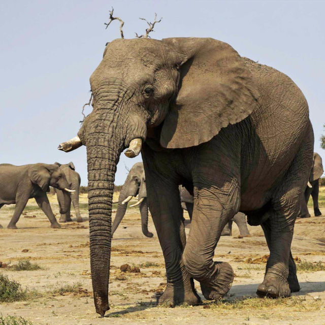 Ελέφαντας: Ο Βασιλιάς της Καλαχάρι