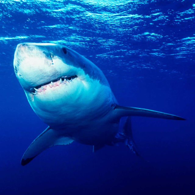 Τα πιο Φονικά Πλάσματα στον Κόσμο: Καρχαρίες