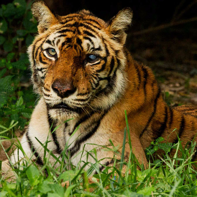 Η πιο Διάσημη Τίγρης στον Κόσμο