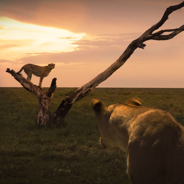 Πόλεμοι Αιλουροειδών: Λιοντάρι Εναντίον Τσιτάχ
