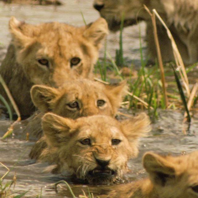 Λιοντάρια: Κυνήγι Επιβίωσης