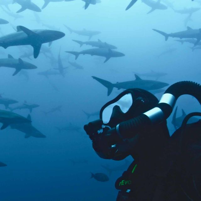 50 Aποχρώσεις του Καρχαρία
