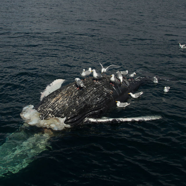 Τα πιο Φονικά Ζώα στον Κόσμο: Φάλαινα