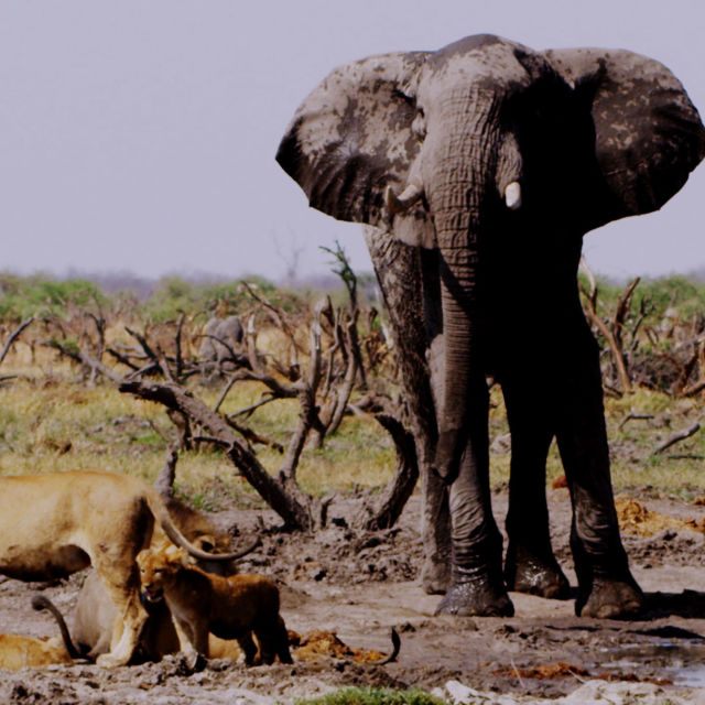 Τα πιο Φονικά Ζώα της Αφρικής - Ειδική Έκδοση