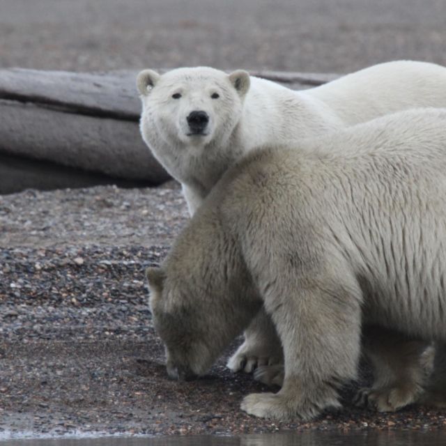 Τα πιο Φονικά Ζώα της Αλάσκα: Η Βόλτα των Κυνηγών