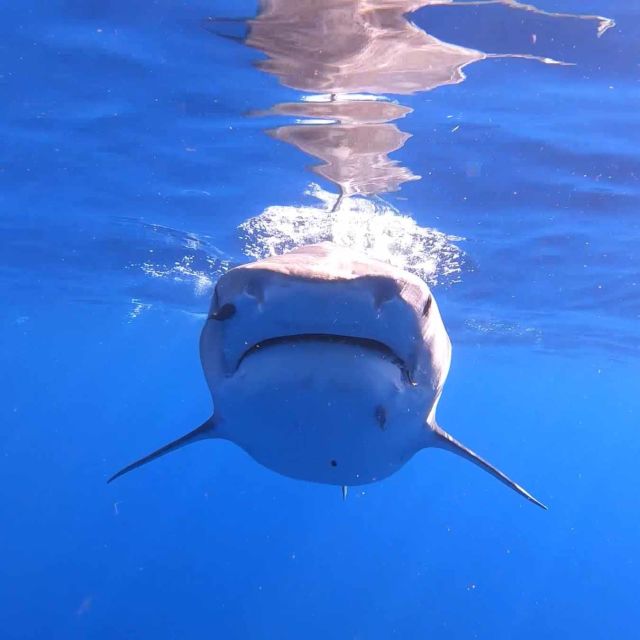 ΟΙ Καρχαρίες της Χαβάης