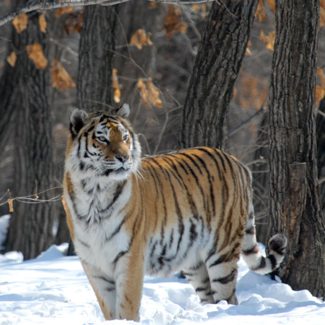 Άγρια Τίγρη της Ρωσίας