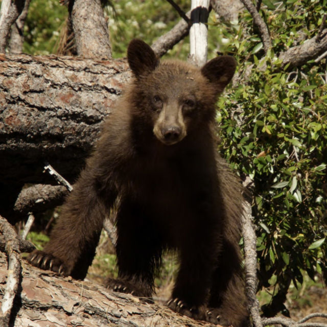 Εθνικά Πάρκα της Αμερικής: Αρκούδες
