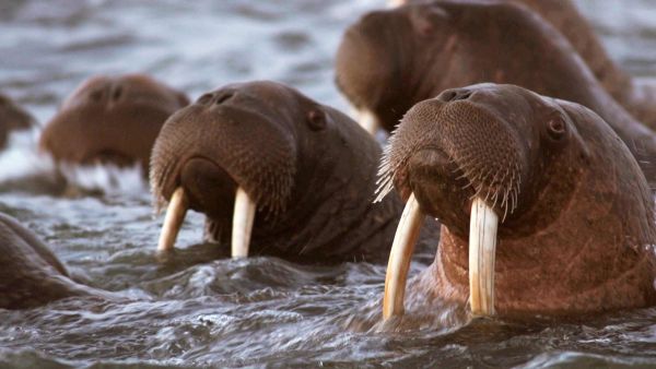 Τα πιο Φονικά Ζώα της Αλάσκα: Η Βόλτα των Κυνηγών