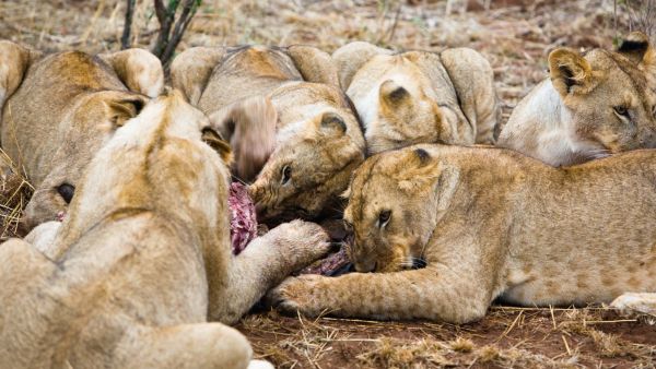 Τα πιο Φονικά Ζώα στον Κόσμο: Λιοντάρια